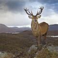 Red deer © www.scotlandbigpicture.com