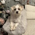 1. Biscuit the Jack Russell x Shih Tzu, in her new home for Christmas