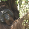 Ministry of Forestry, West Kalimantan BKSDA, YIARI and International Animal Rescue