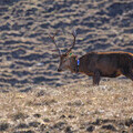 Stag with collar_Credit_Siân Addison