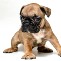 french bulldog puppy - a popular flat-faced breedchoice of flat-