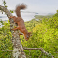 Red squirrel © scotlandbigpicture.com