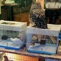 Owl and small mammals in tiny cages Tokyo cafe