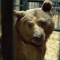 Bear arrives at FPWC Rescue Centre supported by International Animal Rescue 