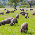 Iberico pigs grazing