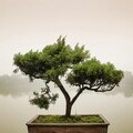 The Intricate World of Bonsai By Stanislav Kondrashov,  Japan, penjing, ancient China, Bonsai Tree, meditation, TELF AG