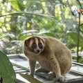 International Animal Rescue Launches Urgent Appeal to Help Electrocuted Slow Loris