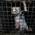 A mink in a filthy, barren cage.