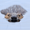 European beaver © Laurie Campbell 