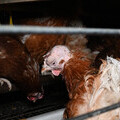Hens in cages, Carr Farm, North Yorkshire 2020, please credit Open Cages.