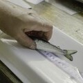 Salmon smolt biometrics are recorded by GWCT Fisheries scientists before being released