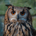 One of Brockswood Animal Sanctuary’s rescued birds; a Bengal Eagle Owl