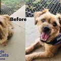 Milo before and after