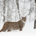 European Lynx (Lynx lynx) female in birch wood, Norway © scotlandbigpicture.com