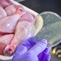 Petri dish testing chicken meat for bacteria