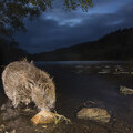 European beaver © Peter Cairns; scotlandbigpicture.com