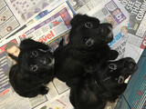 Rescue puppies sitting on newspaper. Image - Naturewatch Foundation