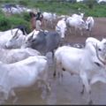 Water source shared with livestock