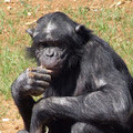 Photograph -  Bonobo at the Vallée des Singes