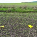 The sticky yellow traps were used to catch aphids and changed every week