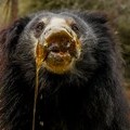 International Animal Rescue and Wildlife SOS Celebrate World Sloth Bear Day