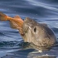 seal eating fish