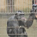 Chimp living in poor condition at a zoo