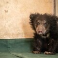Jenny the young bear, just after she was rescued by Wildlife SOS and International Animal Rescue