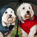 Dogs sheltered from the rain