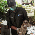 Slow Loris assessed by International Animal Rescue ahead of release