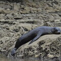 Successful Sea Lion release for International Animal Rescue