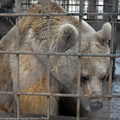 “Beau Bear’s Lifeline Appeal” to Save a Bear After  Nine Years of Imprisonment