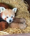 Ruby and her two cubs, taken by zookeepers at Whipsnade Zoo (c) Whipsnade Zoo