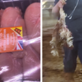 Chicken from the supplier on sale in Lidl