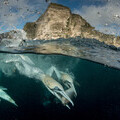 Gannets, Shetland Isles © Richard Shucksmith; scotlandbigpicture.com