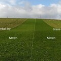 The Allerton Project has been studying the effects of different ley types, management, durations and tillage on soil, weeds and crops.