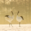 Japanese red crane