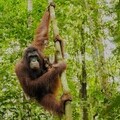 Orangutans are one of the many species at risk. (C) YIARI and International Animal Rescue