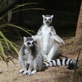 Sun bathing ring-tailed lemurs