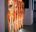 copyright: Institute for Plastination, Heidelberg/Germany