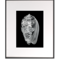 APHEUM Frame M featuring a photograph from Alfred Ehrhardt’s collection Nautilus - Muscheln und Schnecken. © APHEUM · Photograph in the APHEUM Frame: © Alfred Ehrhardt Stiftung.