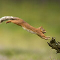 Red squirrel, Scottish Highlands © Mark Hamblin, scotlandbigpicture.com
