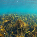 Kelp forest, Hebrides, Scotland. Credit prochym/Adobe Stock