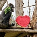 Gorillas at London Zoo enjoy Valentine