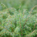 Juniper. Credit Trees for Life