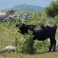 Tauros in Lika Plains 2 © Nino Salkic / Grazelands Rewilding