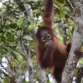 Photograph of Mona back in the forest. Credit Orangutan Foundation