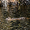 Beaver kit. Credit Trees for Life
