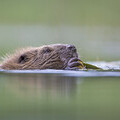 Beaver credit_Scotland The Big Picture