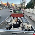 Free roaming dogs who have been rounded up by dogs catchers in Morocco 